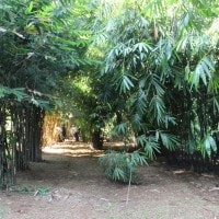Keren! Bambu Solusi Degradasi Lahan dan Kekeringan di Indonesia