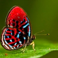 Banded Herlequin Butterfly