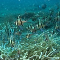 Banggai Cardinalfish