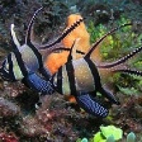 Ikan Banggai