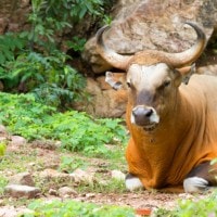 Banteng Jawa