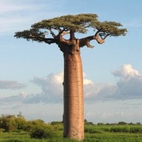 Baobab