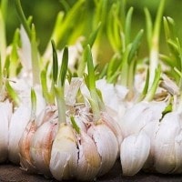 Bawang Putih