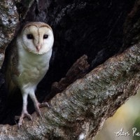 Serak Timur / Eastern Barn-Owl / Australian Barn-owl