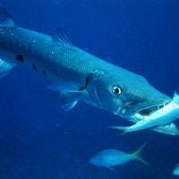 Ikan Barakuda Besar