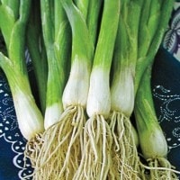 Bawang prei