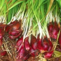 Bawang Dayak atau Bawang Sabrang