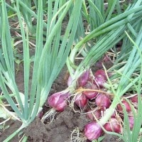 Bawang Merah