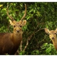 Rusa Bawean
