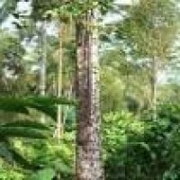 Cerlang, balang, walang (Jawa); ambulang, jitang (Sumatera); tengi leuyan (Kalimantan); bangero (Sulawesi); bolang (Bali): damar, sala, wae (NTT).