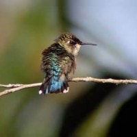 kolibri lebah