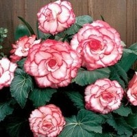 begonia