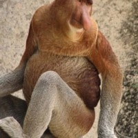 Bekantan