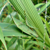 Belalang Hijau