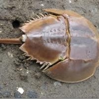 Belangkas, Kepiting ladam, Mimi, Kepiting Tapal Kuda, Mintuna, Kepiting Bulan