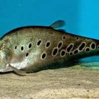 Ikan Lopis / Belida