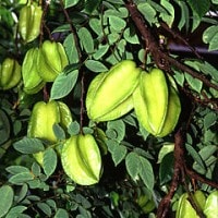 Belimbing