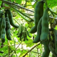 Kacang koro benguk/ Kacang Benguk