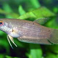 Ikan Cupang / Betta