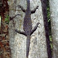 Biawak