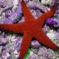 Bintang laut