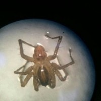 laba laba serigala