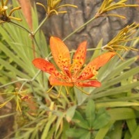 Brojo lintang (Iris domestica Syn.Belamcanda chinensis)