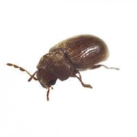kumbang biskuit (Stegobium paniceum)