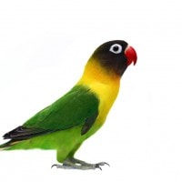 Lovebird kepala hitam si burung sosial