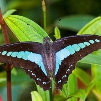 Common Bluebottle