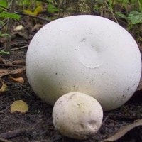 Jamur Bola Raksasa