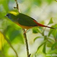 Bondol-hijau Binglis (Pin-tailed Parrotfinch)