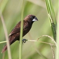 Bondol Kalimantan