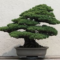 Pemahaman tentang Tanaman Bonsai