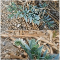 Boraginaceae-(Heliotropium curassavicum)