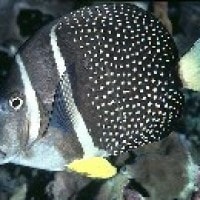 Botana Mutiara