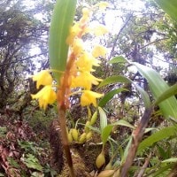 Angrek Kuning