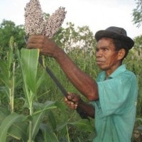 Sorghum, Ketika Singkong Dihadang El Nino