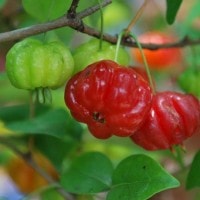 Buah cermai