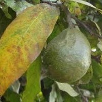 Buah gayam flora identitas kabupaten Bojonegoro