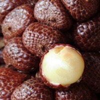 Buah kelubi (asam paya atau asam kelubi atau salak hutan)