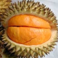 Buah lai atau lay atau papaken primadona Kalimantan