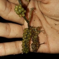 Buah Lamun