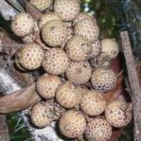 Buah manau atau buah pohon rotan