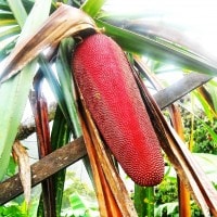 Buah Merah dari Timur