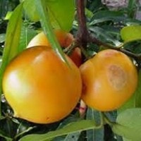 Buah mundu