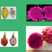 Dragon Fruit