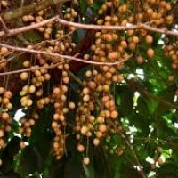 Buah rambai