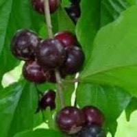 Buah rukam atau rukem