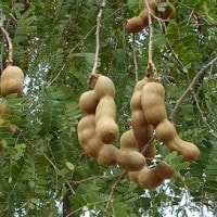 asam jawa( boe’h me’)